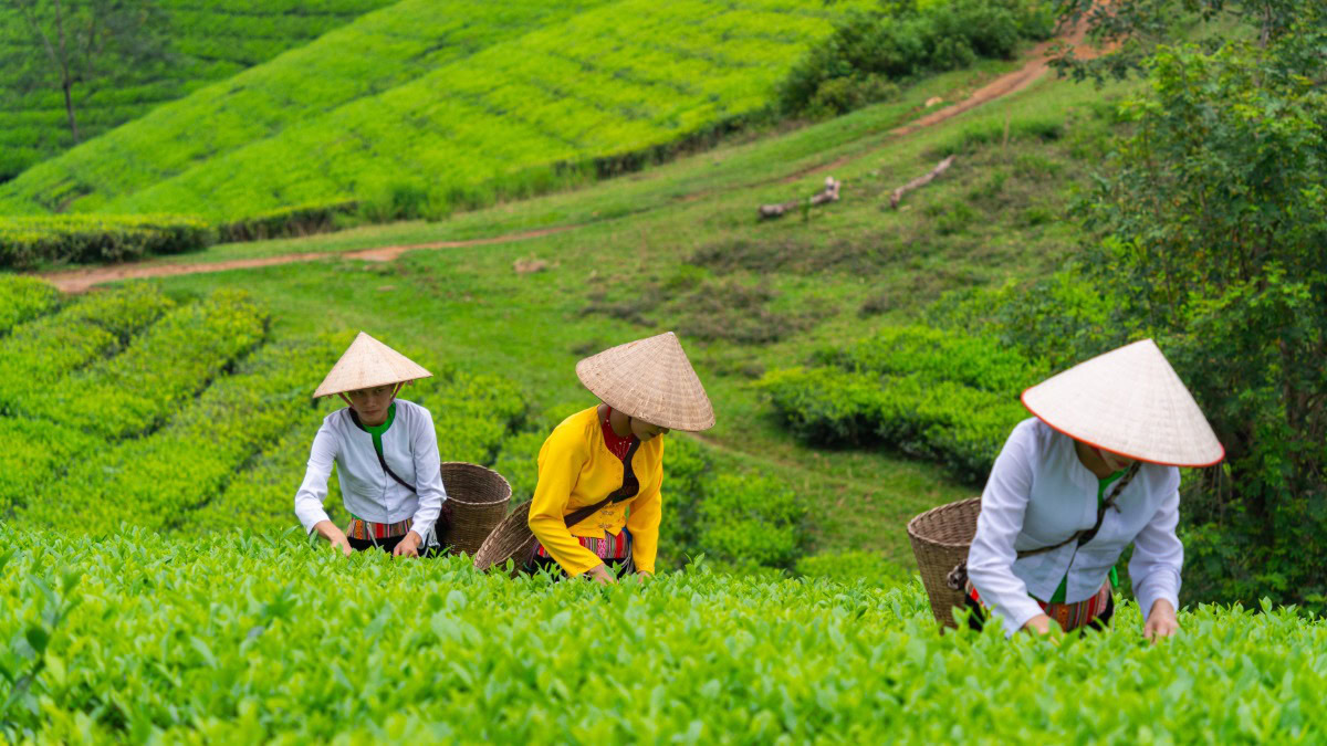 Vietnam raises agricultural insurance premium subsidies to 95% under revised rules