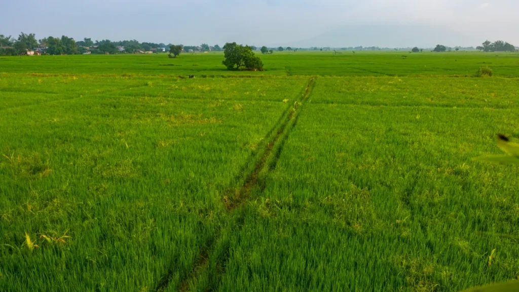 Lush green rice fields stretch toward a rural horizon, with a narrow track and scattered trees.