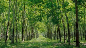 Ping An explores insurance solutions for biodiversity conservation Rows of rubber trees in a lush plantation.