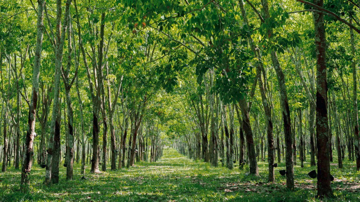 Rows of rubber trees in a lush plantation.